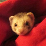 Timon