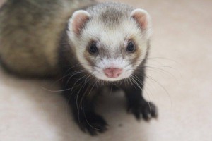 Furet