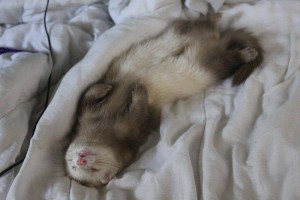 Furet qui dort