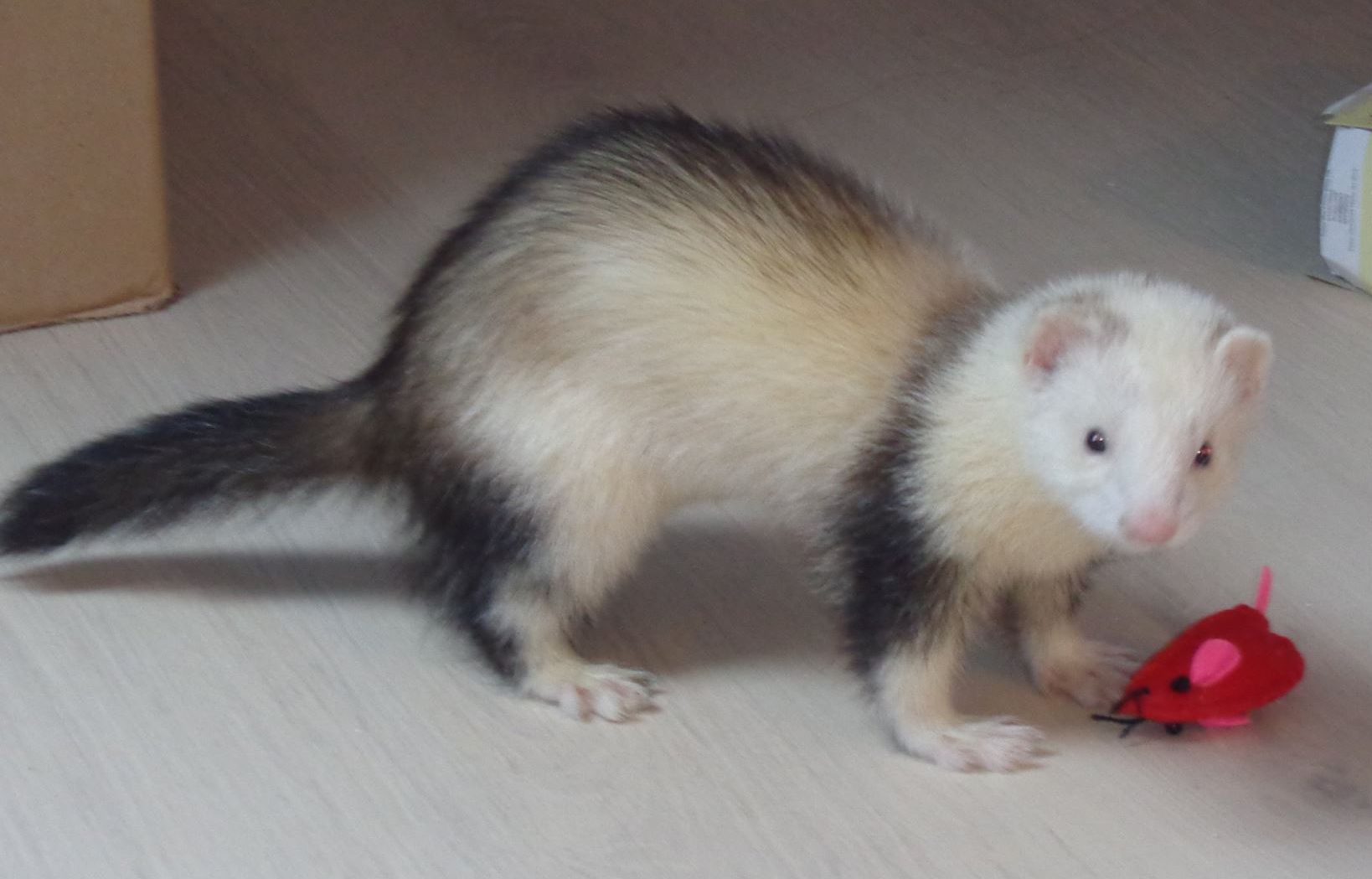 Furet domestique