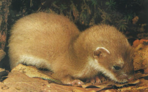 Mustélidé Hermine Bébé