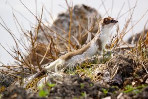 Mustélidé Hermine Intermédiaire