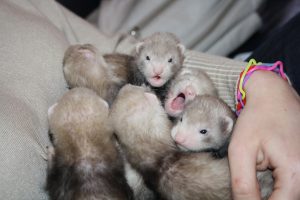 Furet Bébé Exemple 1