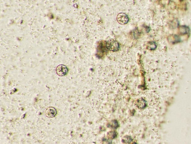 Parasites intestinaux chez le furet