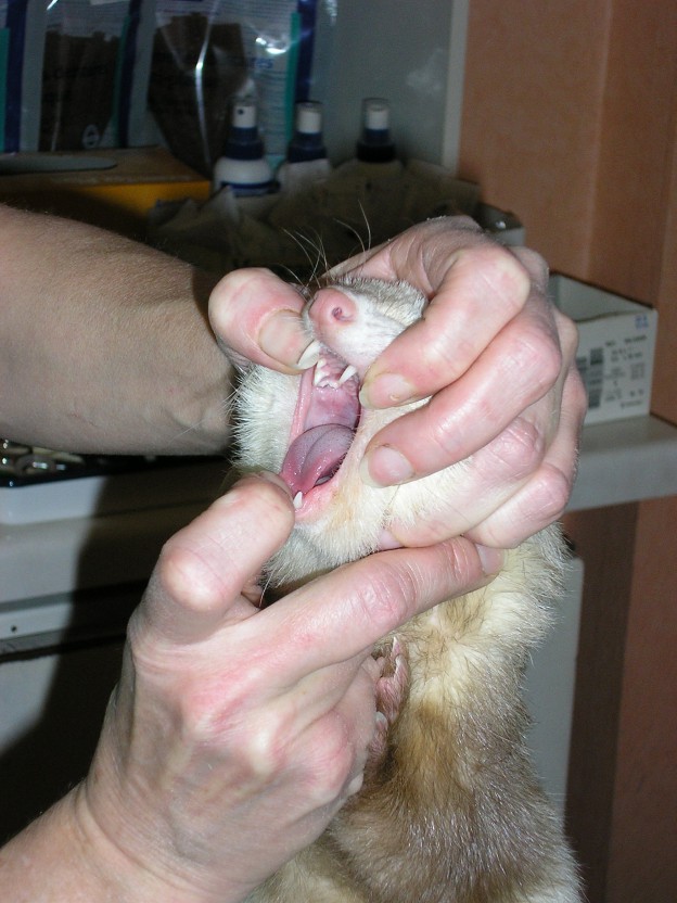 Examen de la bouche d'un furet