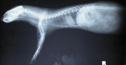 Furet après une chute