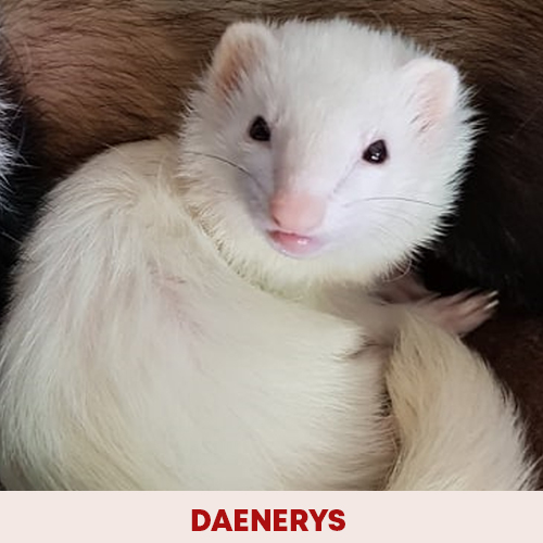daenerys
