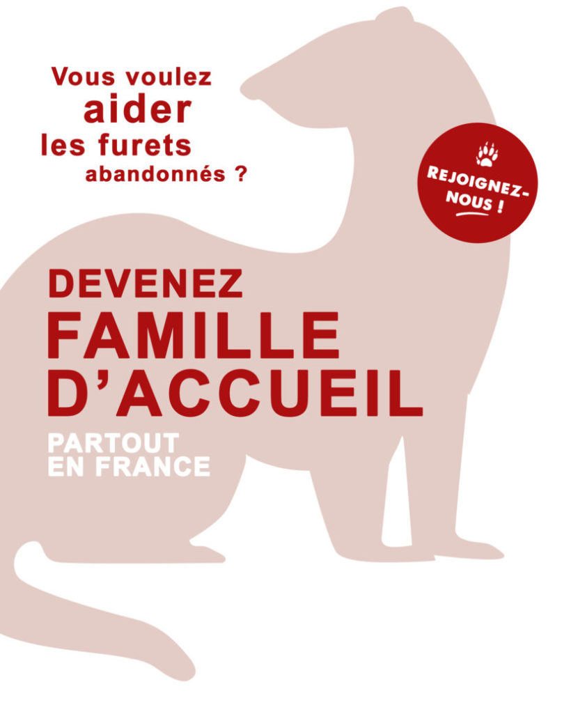 Famille d'accueil pour furet