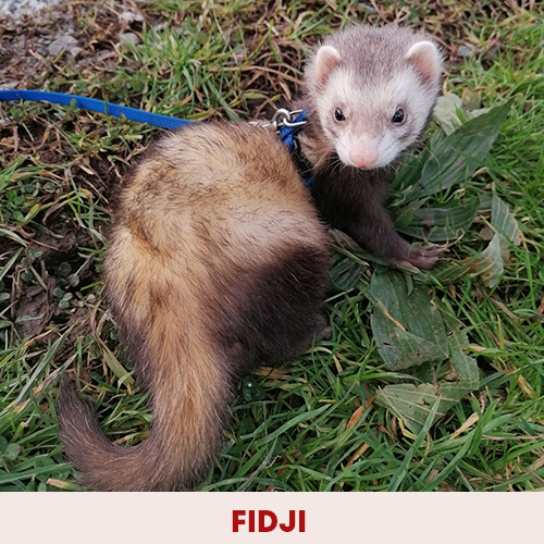 fidji