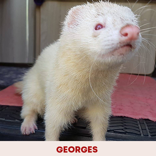 georges