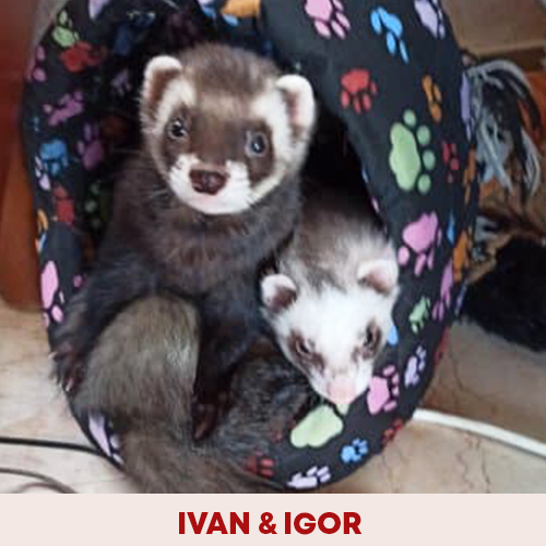 ivan-igor
