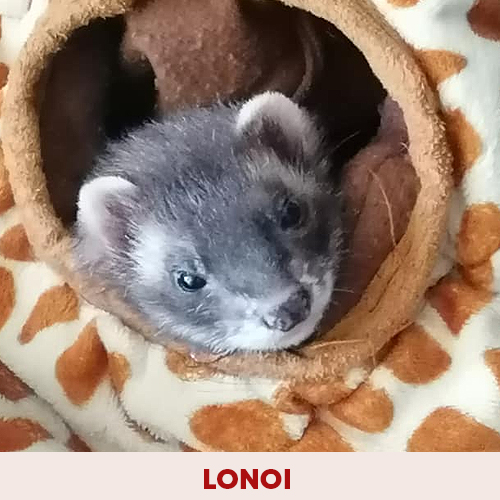 linoi