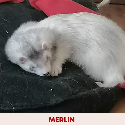 merlin