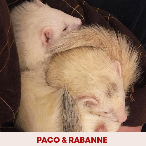 paco-rabanne