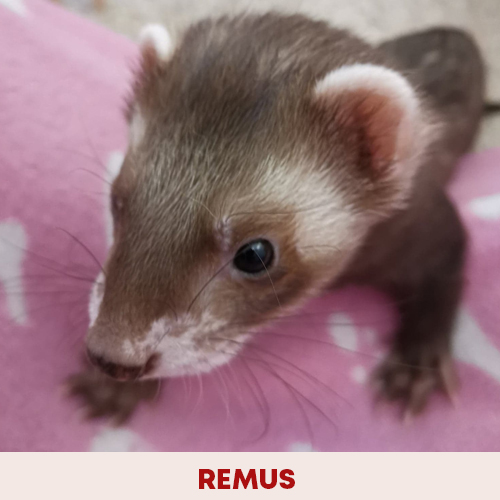 remus