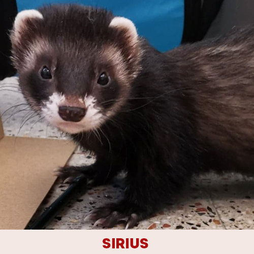 sirius