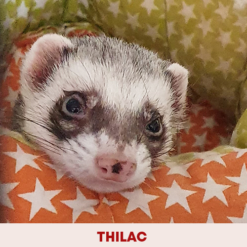 thilac
