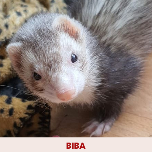 biba