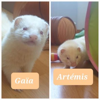 Gaia_artemis