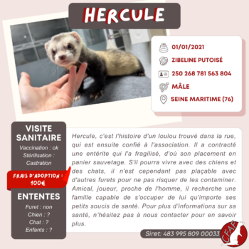 Hercules