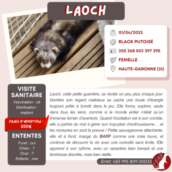 Laoch (1)