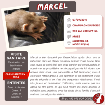 Marcel (2)