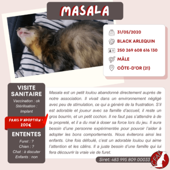 Massala (1)