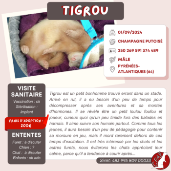 Tigrou