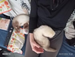 colorado et keyna (1)