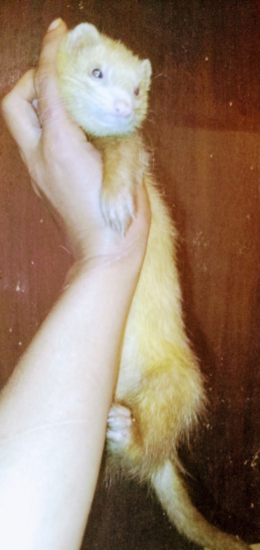 Furet du sauvetage des 27