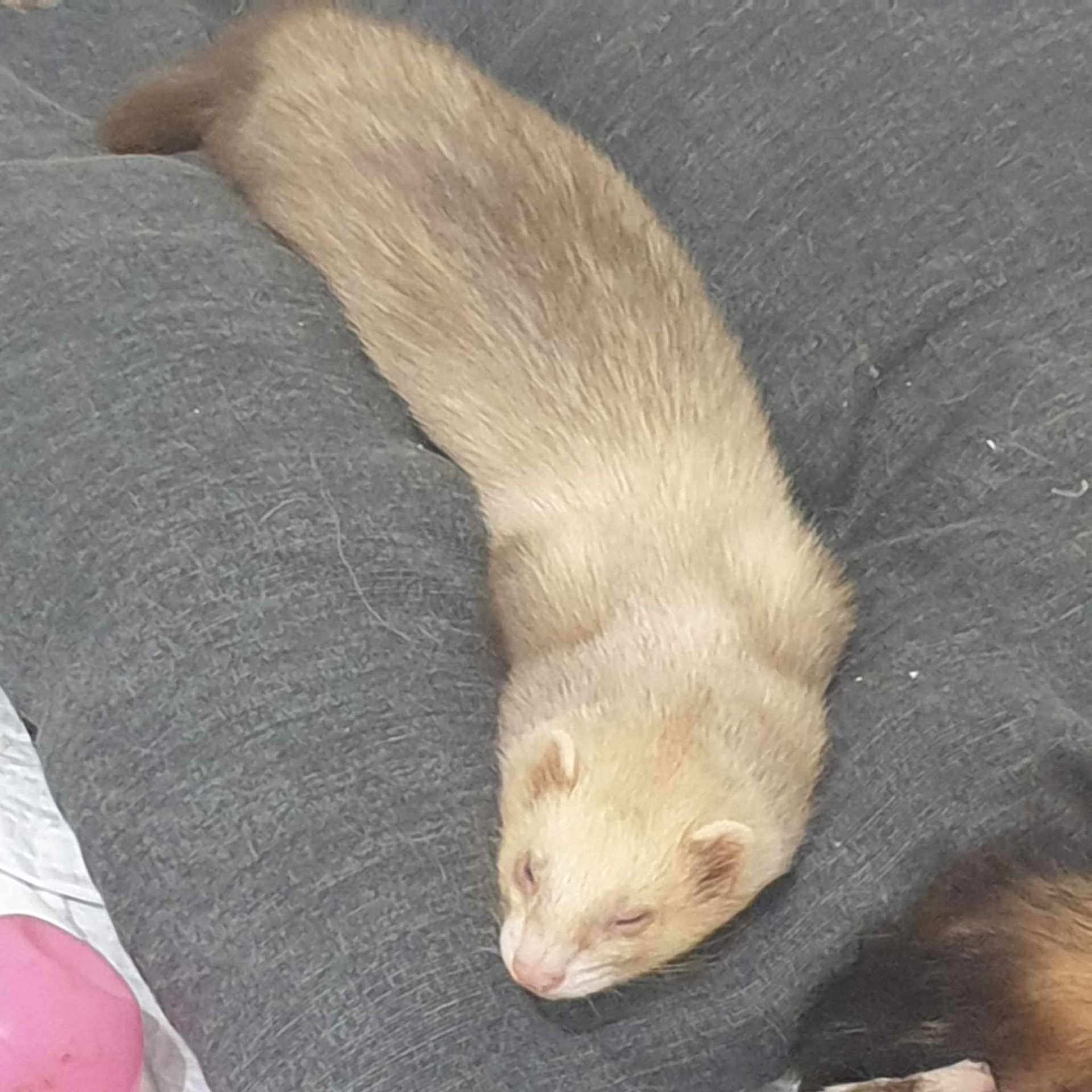 Furet du sauvetage des 27 — après adoption