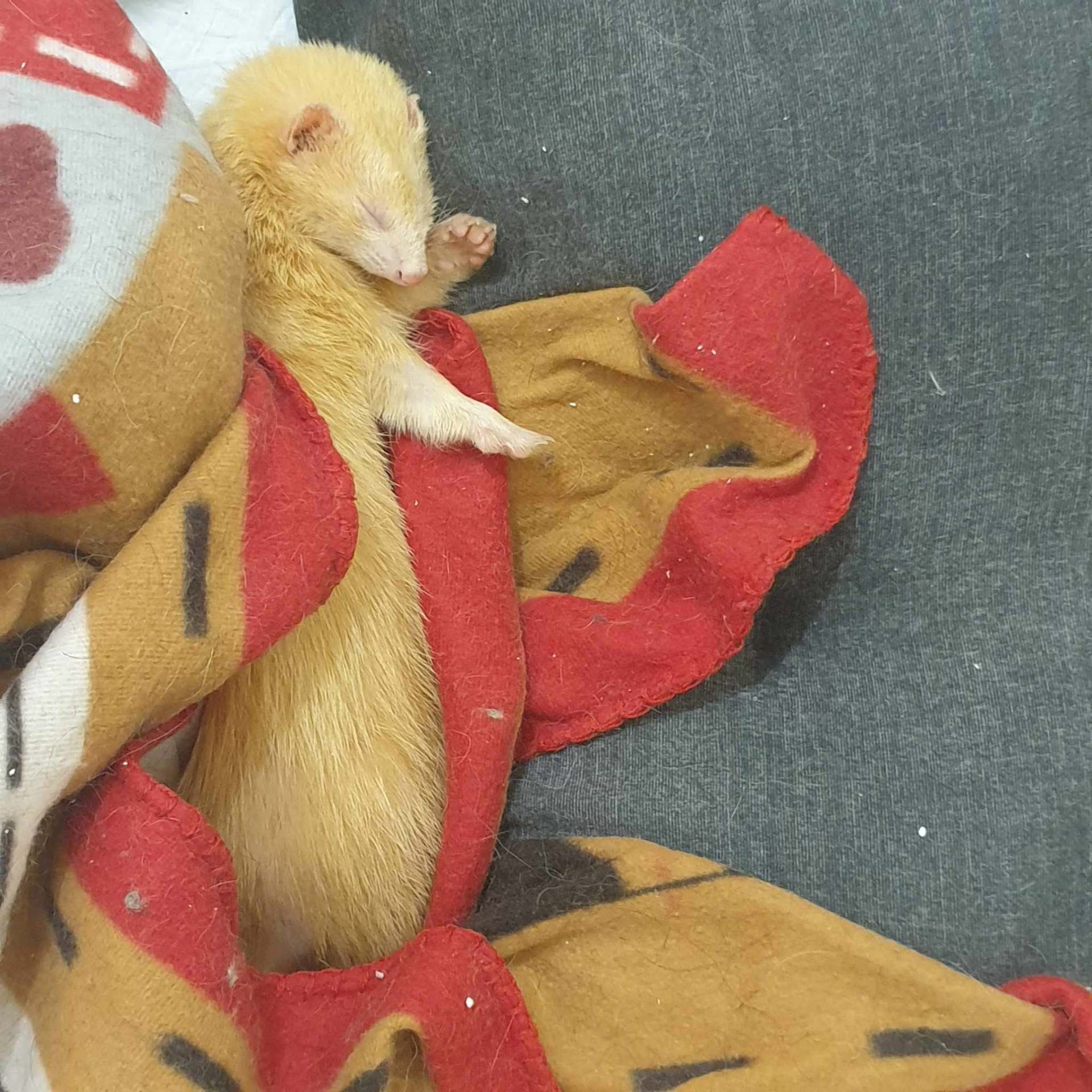Furet du sauvetage des 27 — après adoption