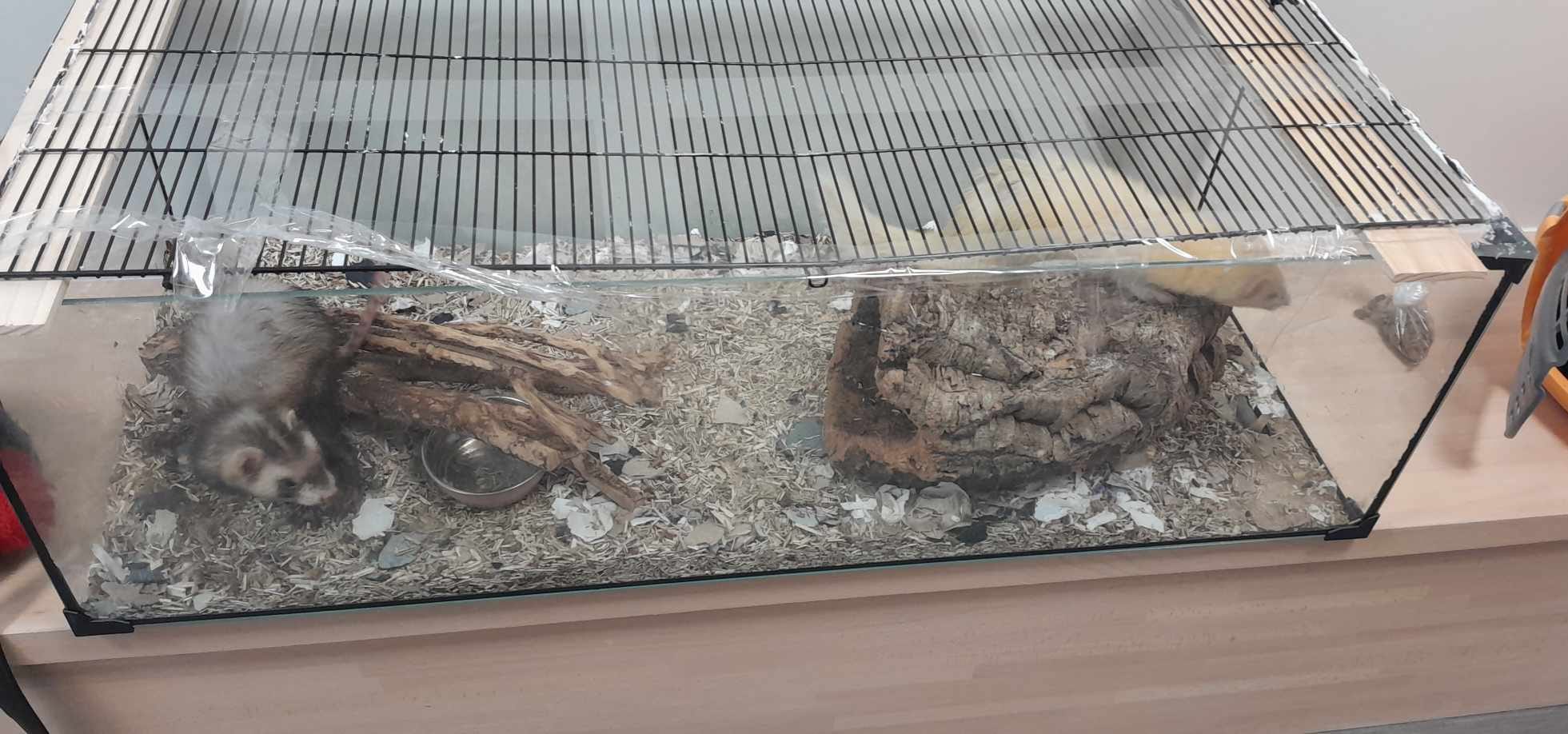 Nemo et Dori découverts dans un aquarium