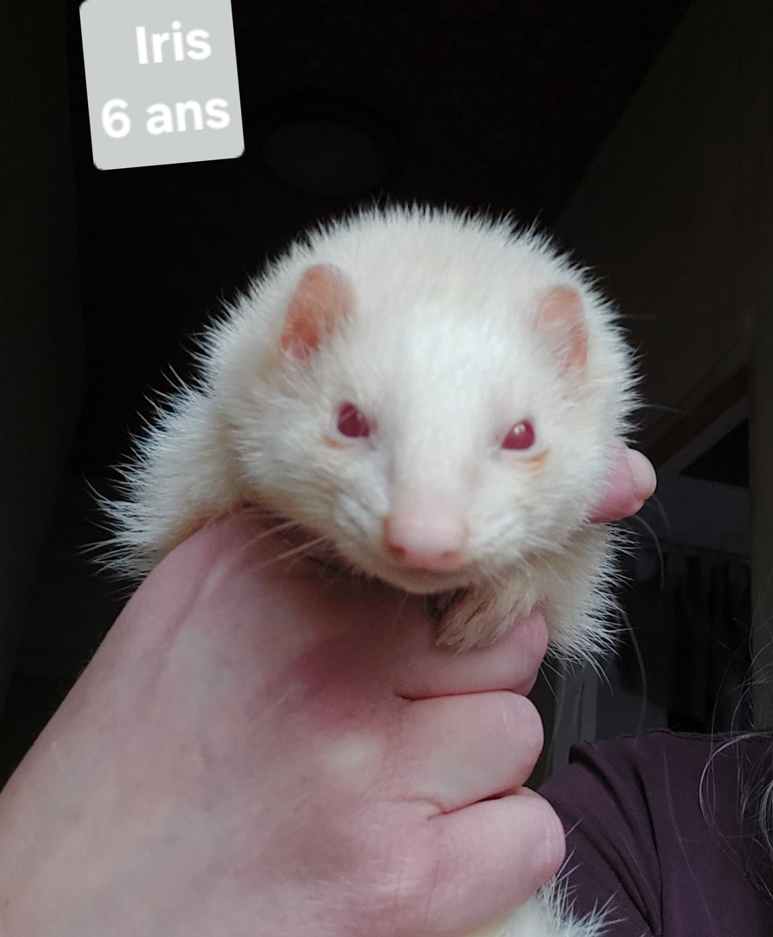 Iris