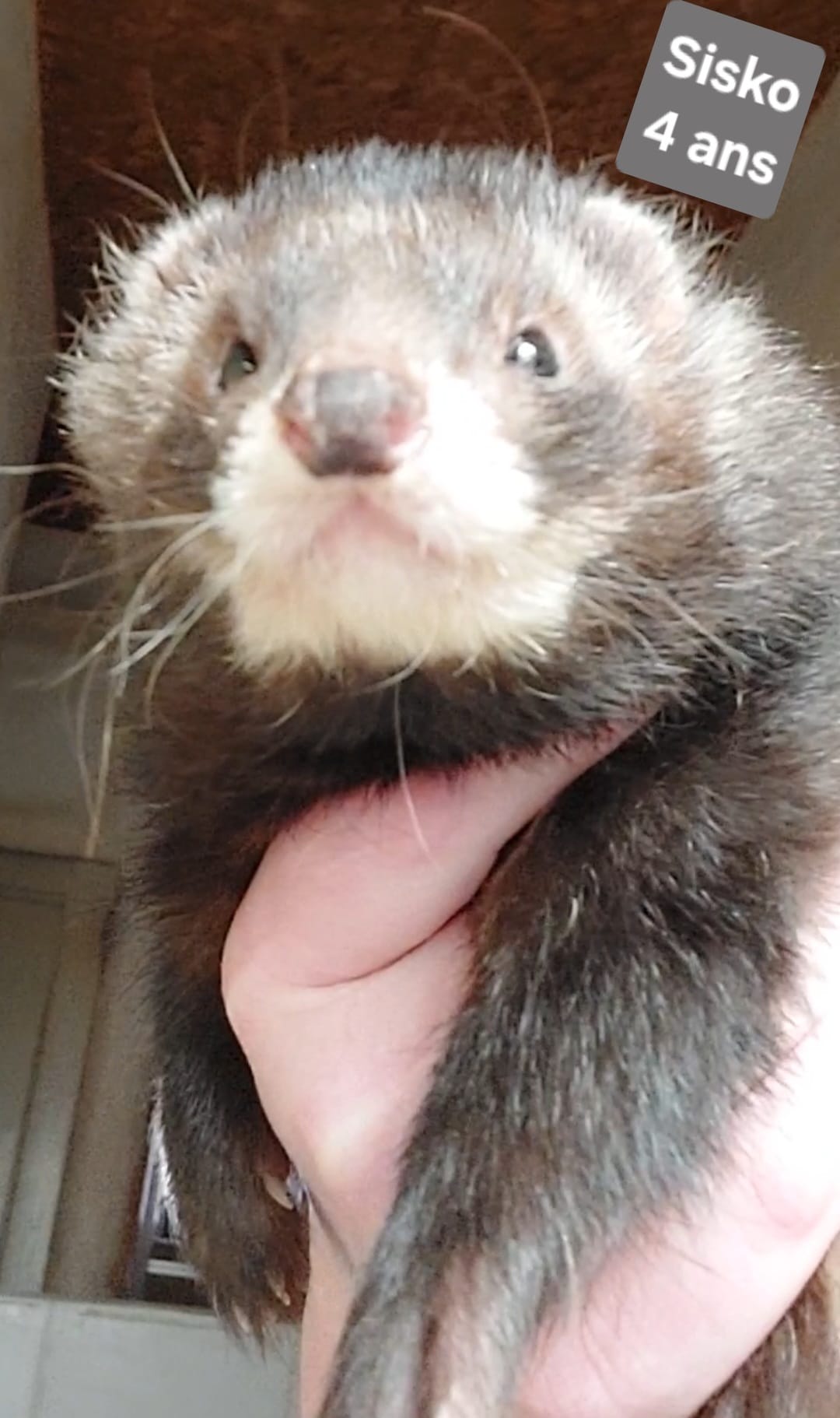 Sisko