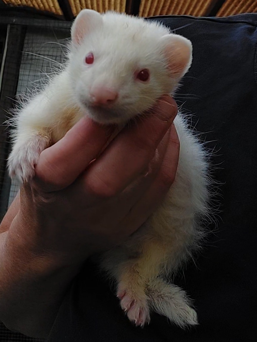 Ghost, fureton albinos