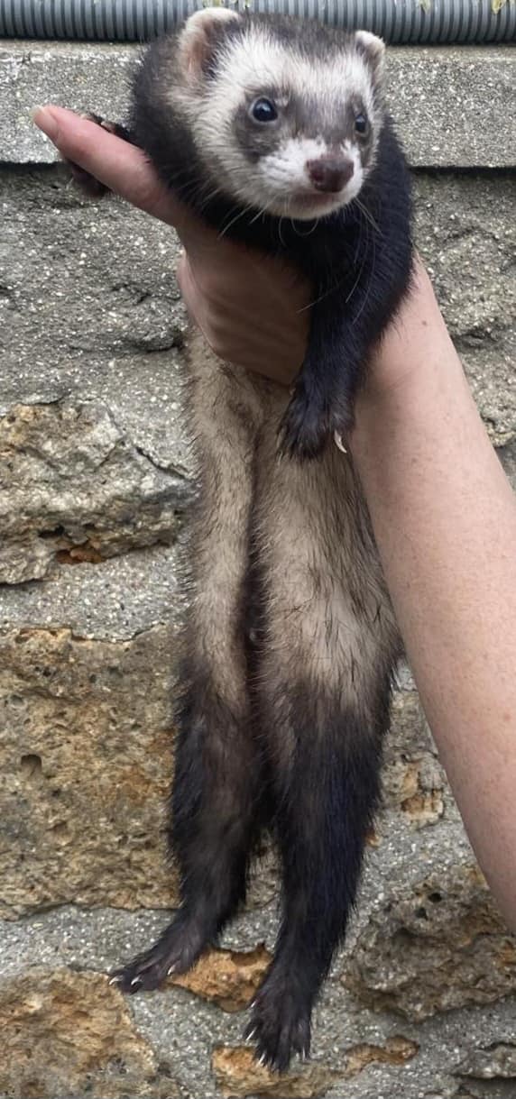 Milos, furet putoisé