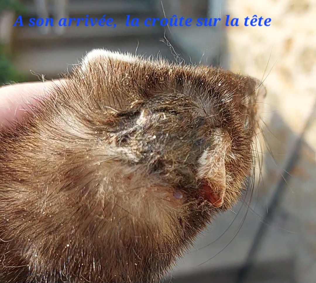 Retrait de la croûte