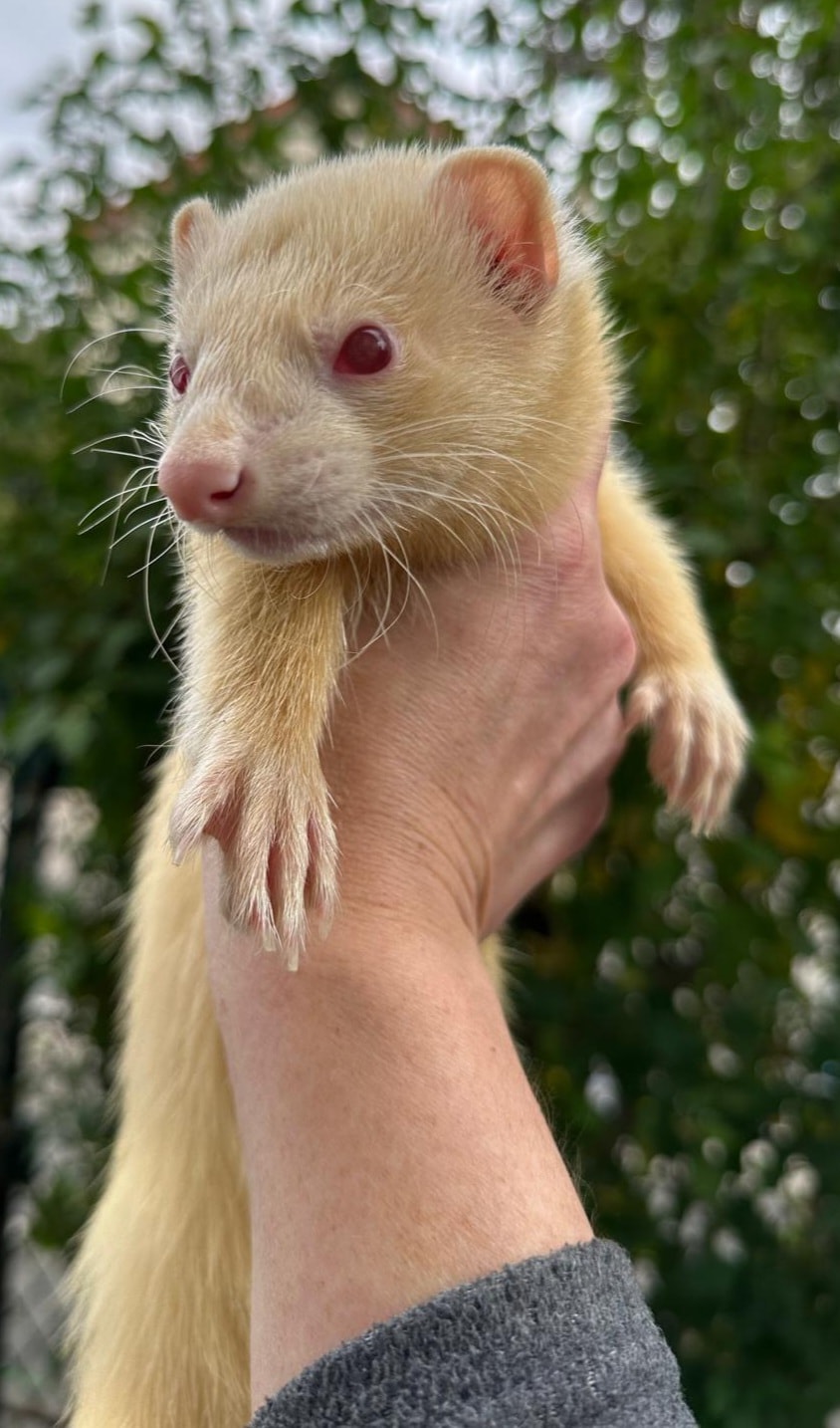 Pikachu le fureton albinos