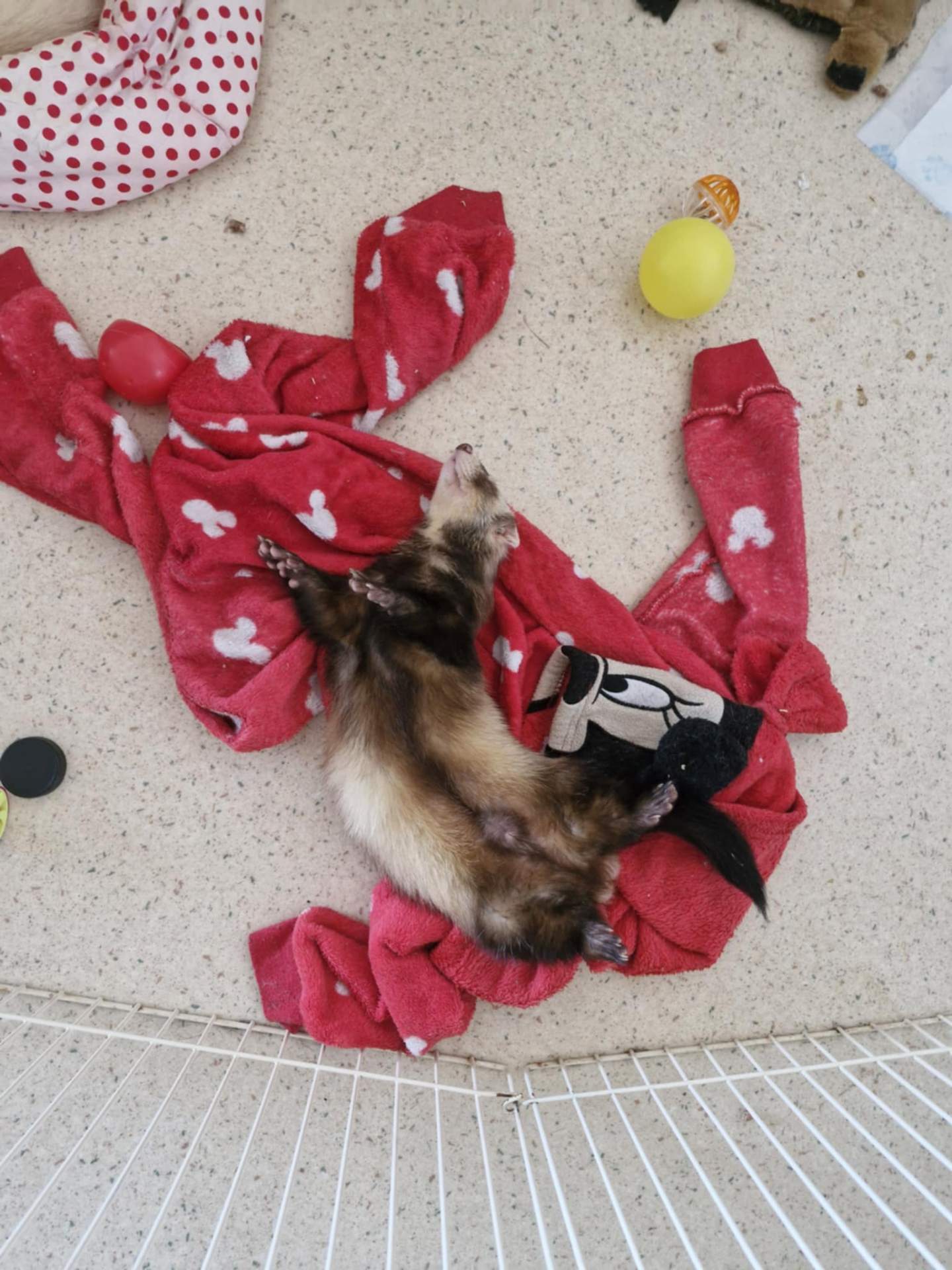 Un des furets sauvés, jouant dans sa nouvelle famille