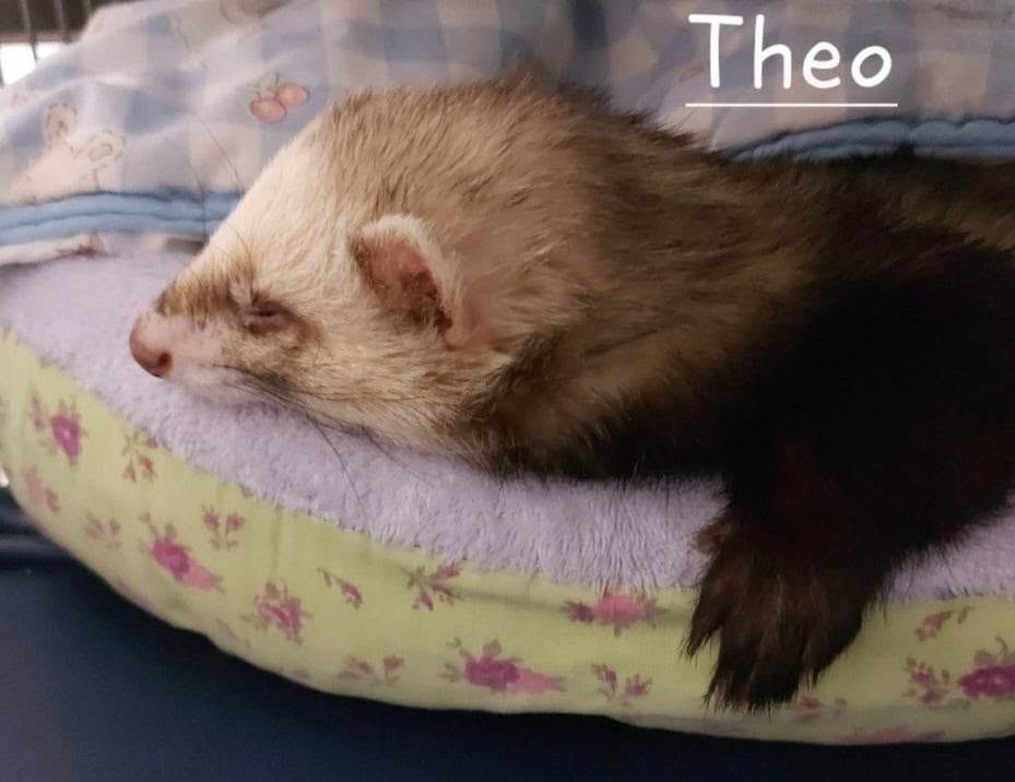 Tino