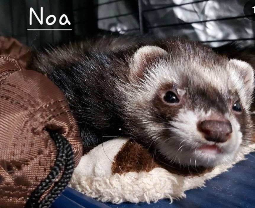 Théo