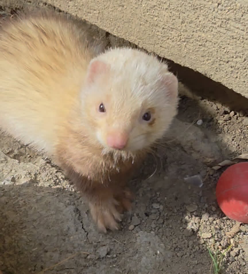 Ulysse, furet secouru