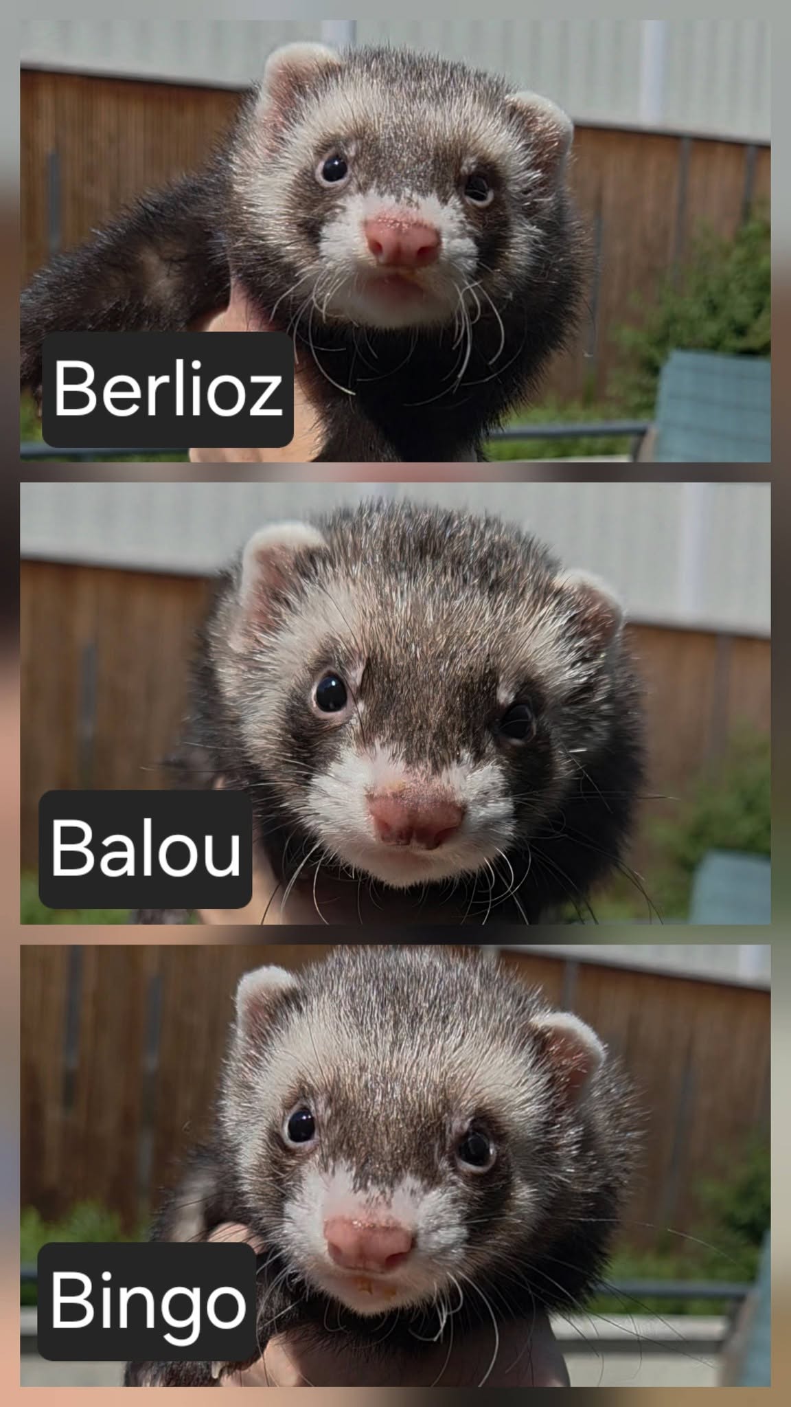 Berlioz, Bingo & Baloo